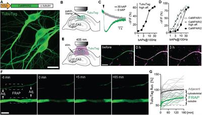 Freeze-Frame Imaging of Dendritic Calcium Signals With TubuTag